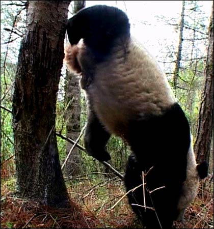 photograph of a giant panda upside down the Quingling mountains