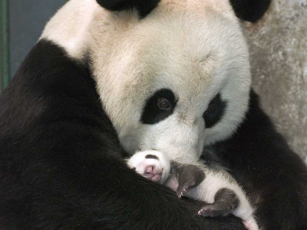 photograph of a giant panda and her baby