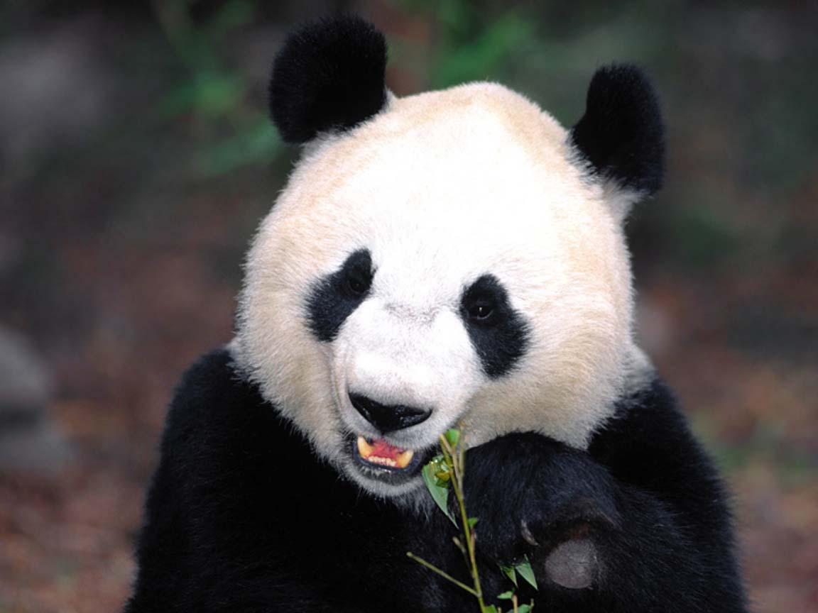 photograph of a hungry giant panda