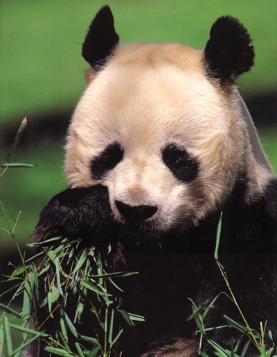 photograph of a giant panda chewing bamboo