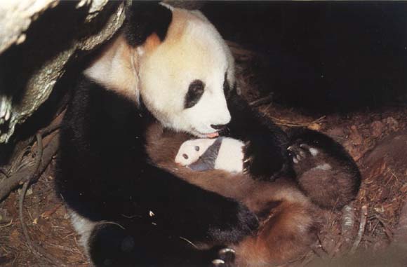 photograph of a giant panda and baby