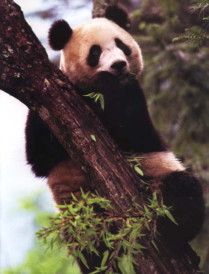 photograph of a giant panda in a tree