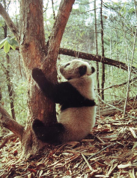 amazing photograph of a giant panda