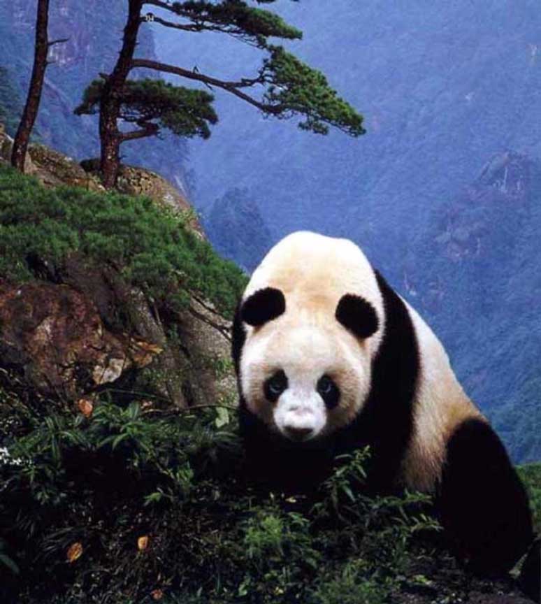 photograph of a giant panda on mountainside