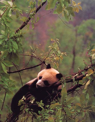 photograph of sleeping giant panda