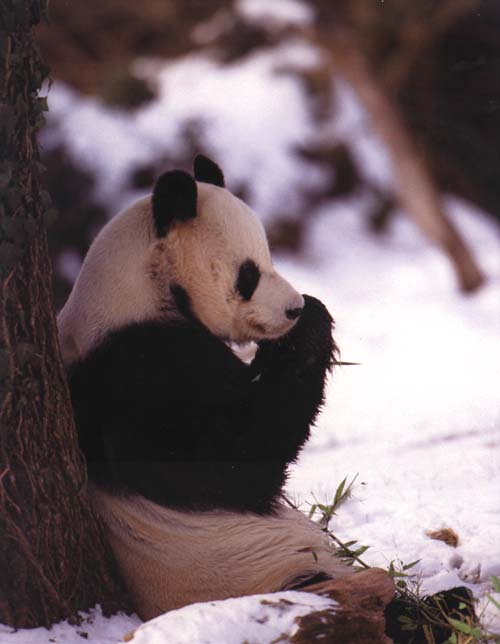 photograph of a sitting giant panda