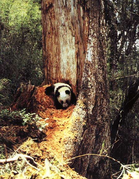 photograph of a foraging giant panda
